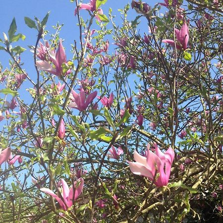 La Magnolia Apartment Ricco del Golfo di Spezia Bagian luar foto