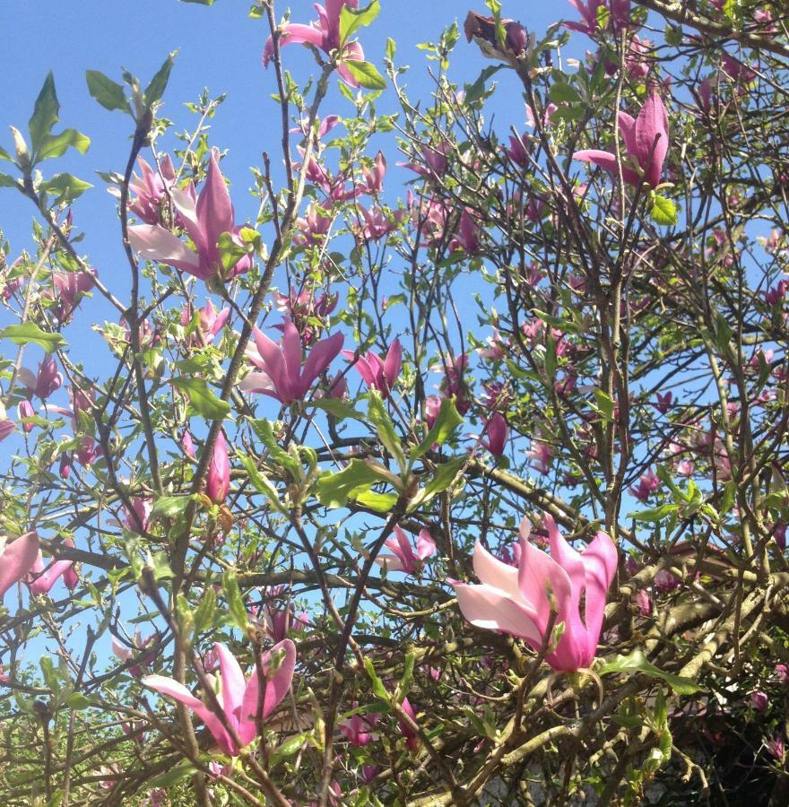 La Magnolia Apartment Ricco del Golfo di Spezia Bagian luar foto