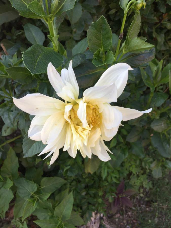 La Magnolia Apartment Ricco del Golfo di Spezia Bagian luar foto